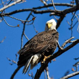 Now is an Excellent Time to Watch for Bald Eagles
